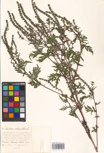 Ambrosia artemisiifolia L., Eastern Europe, Moscow region (E4a) (Russia)