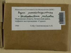 Ptychostomum pseudotriquetrum (Hedw.) J.R. Spence & H.P. Ramsay ex Holyoak & N. Pedersen, Bryophytes, Bryophytes - Karelia, Leningrad & Murmansk Oblasts (B4) (Russia)