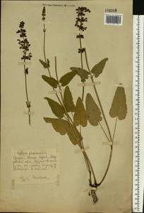 Salvia pratensis L., Eastern Europe, Middle Volga region (E8) (Russia)