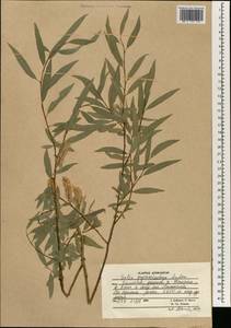 Salix pycnostachya Anderss., South Asia, South Asia (Asia outside ex-Soviet states and Mongolia) (ASIA) (Afghanistan)