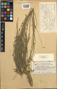 Seseli luteolum Pimenov, Middle Asia, Northern & Central Tian Shan (M4) (Kyrgyzstan)