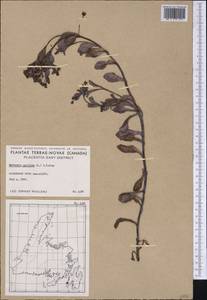 Mertensia maritima (L.) Gray, America (AMER) (Canada)