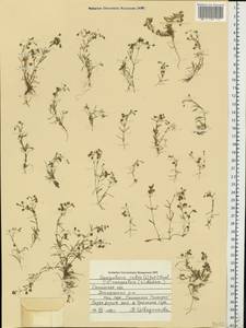 Spergularia rubra (L.) J. Presl & C. Presl, Eastern Europe, Western region (E3) (Russia)