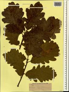 Quercus macranthera Fisch. & C.A.Mey. ex Hohen., Caucasus, Dagestan (K2) (Russia)