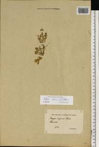 Erucastrum supinum (L.) Al-Shehbaz & S.I.Warwick, Eastern Europe, Estonia (E2c) (Estonia)