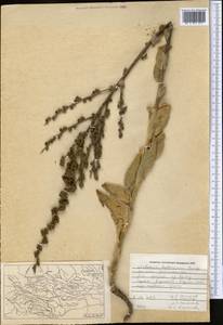 Verbascum erianthum Benth., Middle Asia, Pamir & Pamiro-Alai (M2) (Tajikistan)