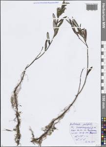 Andromeda polifolia L., Eastern Europe, Moscow region (E4a) (Russia)