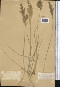 Calamagrostis pseudophragmites (Haller f.) Koeler, Middle Asia, Dzungarian Alatau & Tarbagatai (M5) (Kazakhstan)