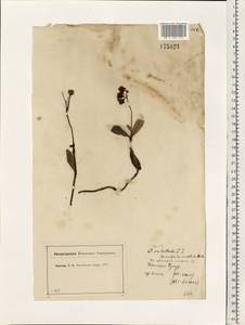 Chimaphila umbellata (L.) W. P. C. Barton, Eastern Europe, Moscow region (E4a) (Russia)