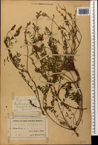 Onobrychis biebersteinii Sirj., Caucasus, Azerbaijan (K6) (Azerbaijan)