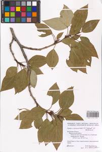 Populus ×moscoviensis Schröd., Eastern Europe, Central region (E4) (Russia)