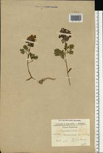 Corydalis solida (L.) Clairv., Eastern Europe, South Ukrainian region (E12) (Ukraine)