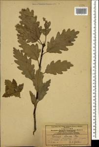 Quercus petraea subsp. polycarpa (Schur) Soó, Caucasus, Azerbaijan (K6) (Azerbaijan)