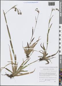 Luzula parviflora (Ehrh.) Desv., Siberia, Yakutia (S5) (Russia)