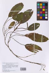 Potamogeton nodosus Poir., Eastern Europe, Moscow region (E4a) (Russia)