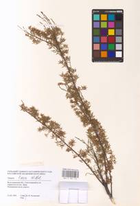 Tamarix laxa Willd., Eastern Europe, Lower Volga region (E9) (Russia)