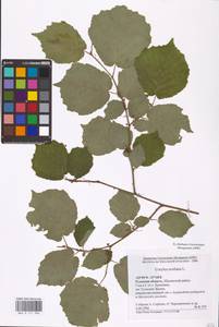 Corylus avellana L., Eastern Europe, Central region (E4) (Russia)