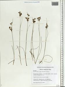 Juncus compressus Jacq., Eastern Europe, Central forest region (E5) (Russia)