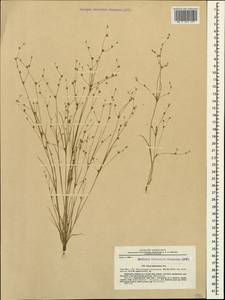 Juncus sphaerocarpus Nees, Caucasus, Black Sea Shore (from Novorossiysk to Adler) (K3) (Russia)