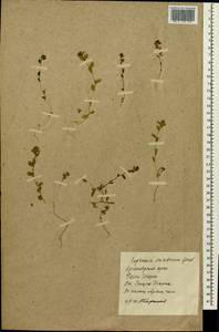 Euphrasia pectinata subsp. pectinata, Siberia, Central Siberia (S3) (Russia)