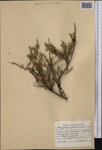 Prunus petunnikowii (Litv.) Rehder, Middle Asia, Western Tian Shan & Karatau (M3) (Kazakhstan)