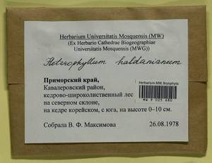 Callicladium haldaneanum (Grev.) H.A. Crum, Bryophytes, Bryophytes - Russian Far East (excl. Chukotka & Kamchatka) (B20) (Russia)