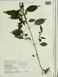 Elsholtzia ciliata (Thunb.) Hyl., Eastern Europe, Central region (E4) (Russia)