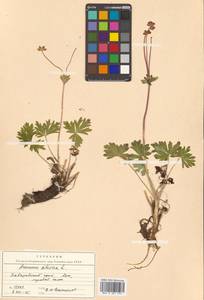 Anemonastrum narcissiflorum subsp. crinitum (Juz.) Raus, Siberia, Russian Far East (S6) (Russia)