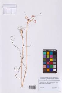 Allium oleraceum L., Eastern Europe, Moscow region (E4a) (Russia)