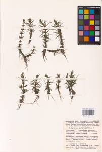 Elatine alsinastrum L., Middle Asia, Caspian Ustyurt & Northern Aralia (M8) (Kazakhstan)