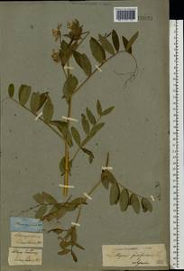 Lathyrus pisiformis L., Eastern Europe, Middle Volga region (E8) (Russia)