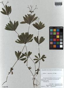Galium odoratum (L.) Scop., Siberia, Altai & Sayany Mountains (S2) (Russia)