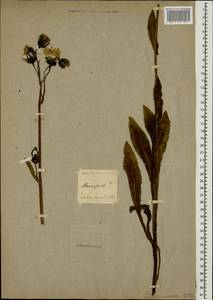 Sonchus asper (L.) Hill, Caucasus, Stavropol Krai, Karachay-Cherkessia & Kabardino-Balkaria (K1b) (Russia)