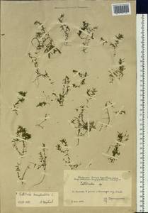 Callitriche hermaphroditica subsp. hermaphroditica, Siberia, Western Siberia (S1) (Russia)