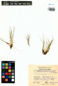 Eleocharis acicularis (L.) Roem. & Schult., Siberia, Baikal & Transbaikal region (S4) (Russia)