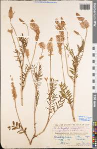 Onobrychis viciifolia Scop., Eastern Europe, North Ukrainian region (E11) (Ukraine)
