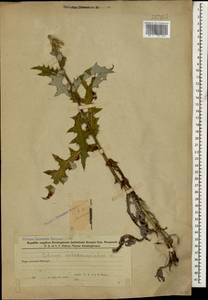 Echinops sphaerocephalus L., Caucasus, Azerbaijan (K6) (Azerbaijan)