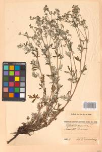 Potentilla argentea L., Eastern Europe, North-Western region (E2) (Russia)