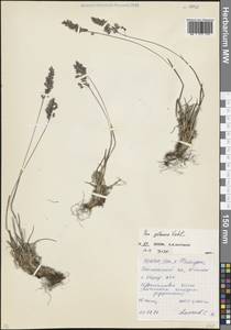 Poa glauca Vahl, Caucasus, North Ossetia, Ingushetia & Chechnya (K1c) (Russia)