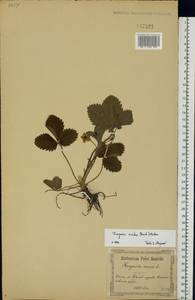 Fragaria viridis Duchesne, Eastern Europe, North Ukrainian region (E11) (Ukraine)