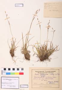 Carex ledebouriana C.A.Mey. ex Trevir., Siberia, Altai & Sayany Mountains (S2) (Russia)