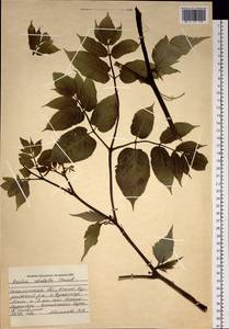 Aralia cordata Thunb., Siberia, Russian Far East (S6) (Russia)