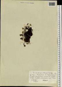 Eritrichium villosum (Ledeb.) Bunge, Eastern Europe, Eastern region (E10) (Russia)