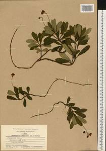 Chimaphila umbellata (L.) W. P. C. Barton, Eastern Europe, Central region (E4) (Russia)