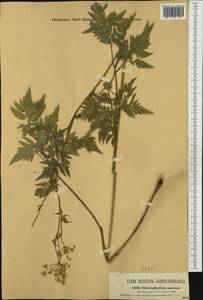 Chaerophyllum aureum L., Western Europe (EUR) (Austria)