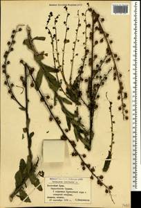 Verbascum blattaria L., Crimea (KRYM) (Russia)