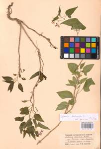 MHA 0 158 770, Solanum dulcamara L., Eastern Europe, Lower Volga region (E9) (Russia)