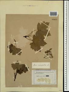 Acer campestre L., Crimea (KRYM) (Russia)