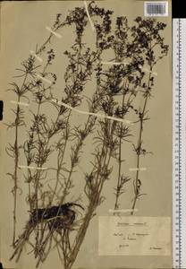Galium verum subsp. verum, Siberia, Baikal & Transbaikal region (S4) (Russia)