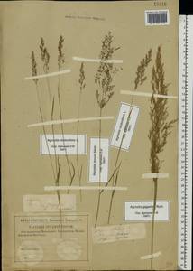 Agrostis stolonifera L., Eastern Europe, North-Western region (E2) (Russia)